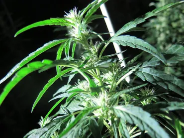 Weed plant