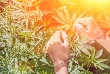 Arrestatie bij plantage