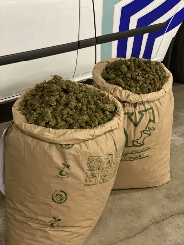cannabis 17kg