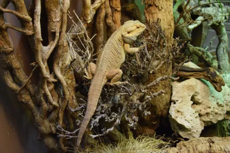 Reptiel