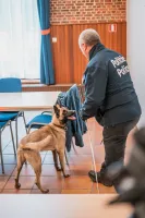 Luna, le premier chien ICT de la Police Fédérale
