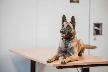 Luna, le premier chien ICT de la Police Fédérale